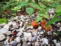 Rötlicher Gallerttrichterling - Ansicht auf ein wenig angefressene Exemplare. Auch wenn der Rötliche Gallerttrichterling scheinbar aus dem Boden wächst, wächst er dennoch auf vergrabenen Nadelholz. 